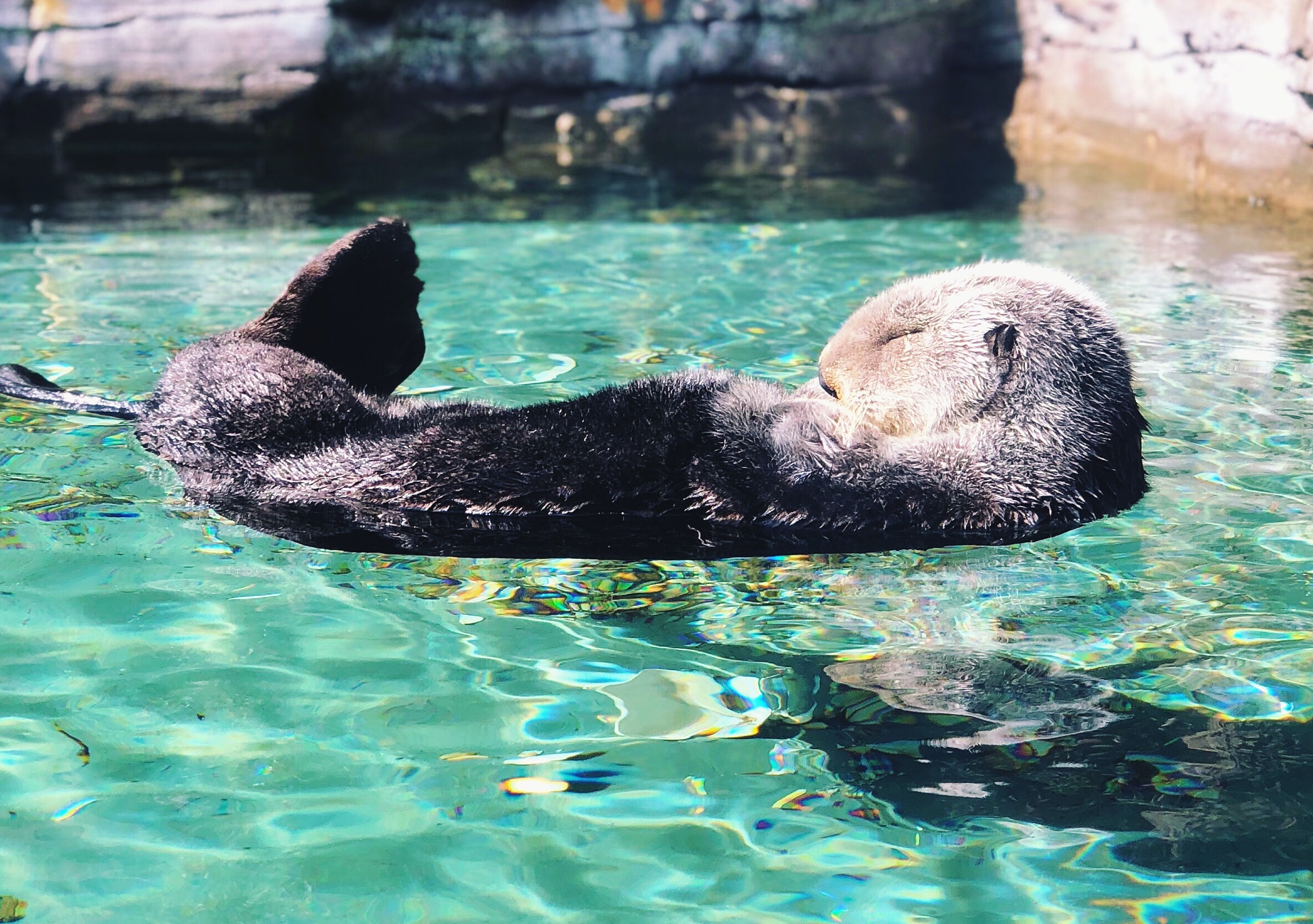 Sea Otter Napping